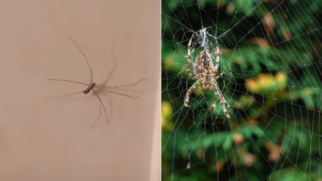 घर से मकड़ी को कैसे खत्म करें? इस स्प्रे से नहीं दिखेगा एक भी मकड़ी का जाला