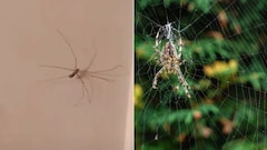 घर से मकड़ी को कैसे खत्म करें? इस स्प्रे से नहीं दिखेगा एक भी मकड़ी का जाला