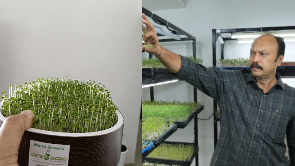 Banker Quit Job To Grow Microgreens, Turned It Into Rs 5 Lakh Monthly Business