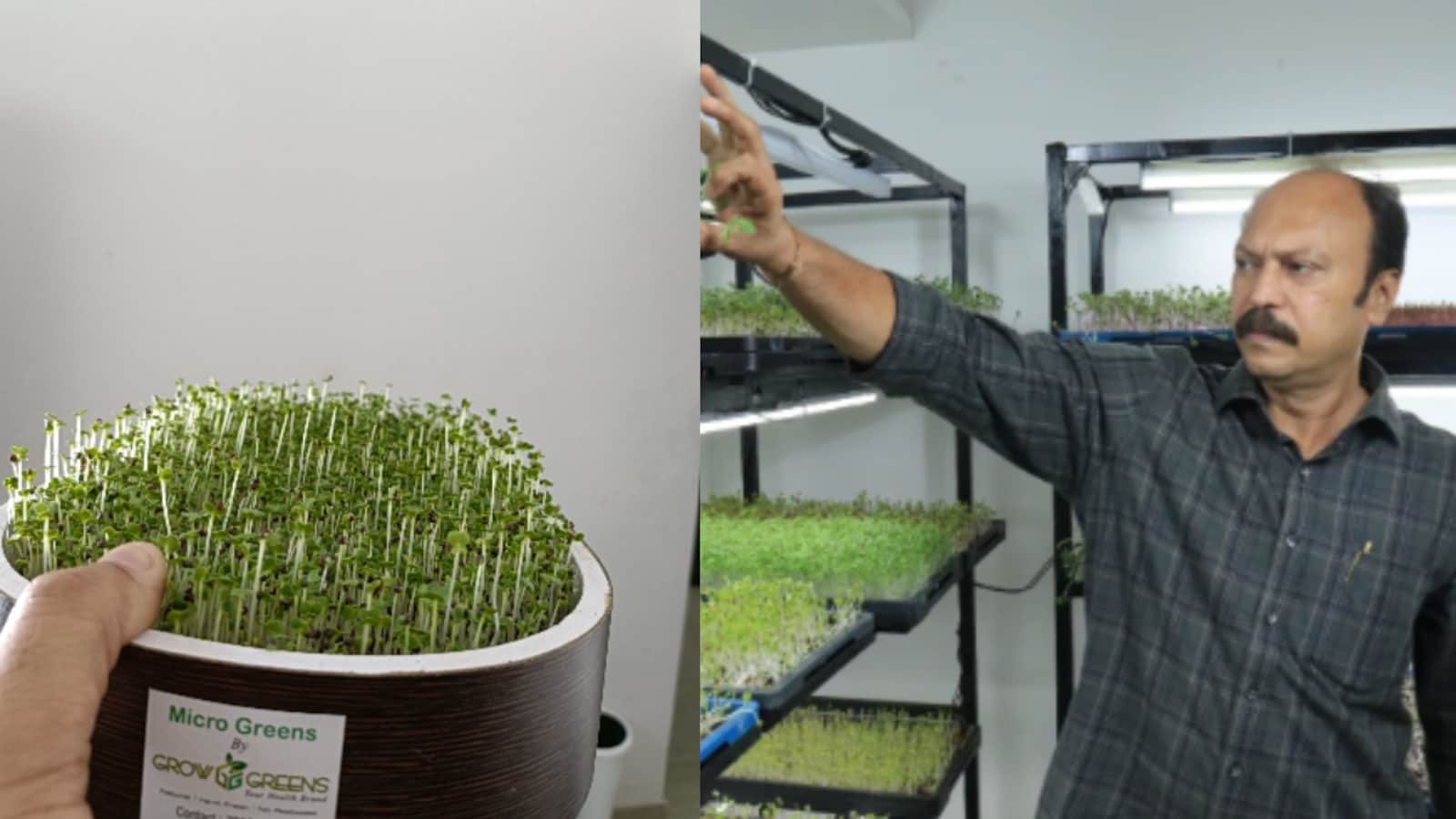 This Banker Quit His Job To Grow Microgreens, Turned It Into A Rs 5 Lakh Monthly Business