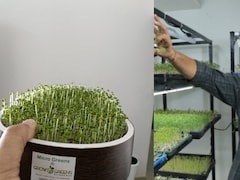 This Banker Quit His Job To Grow Microgreens, Turned It Into A Rs 5 Lakh Monthly Business