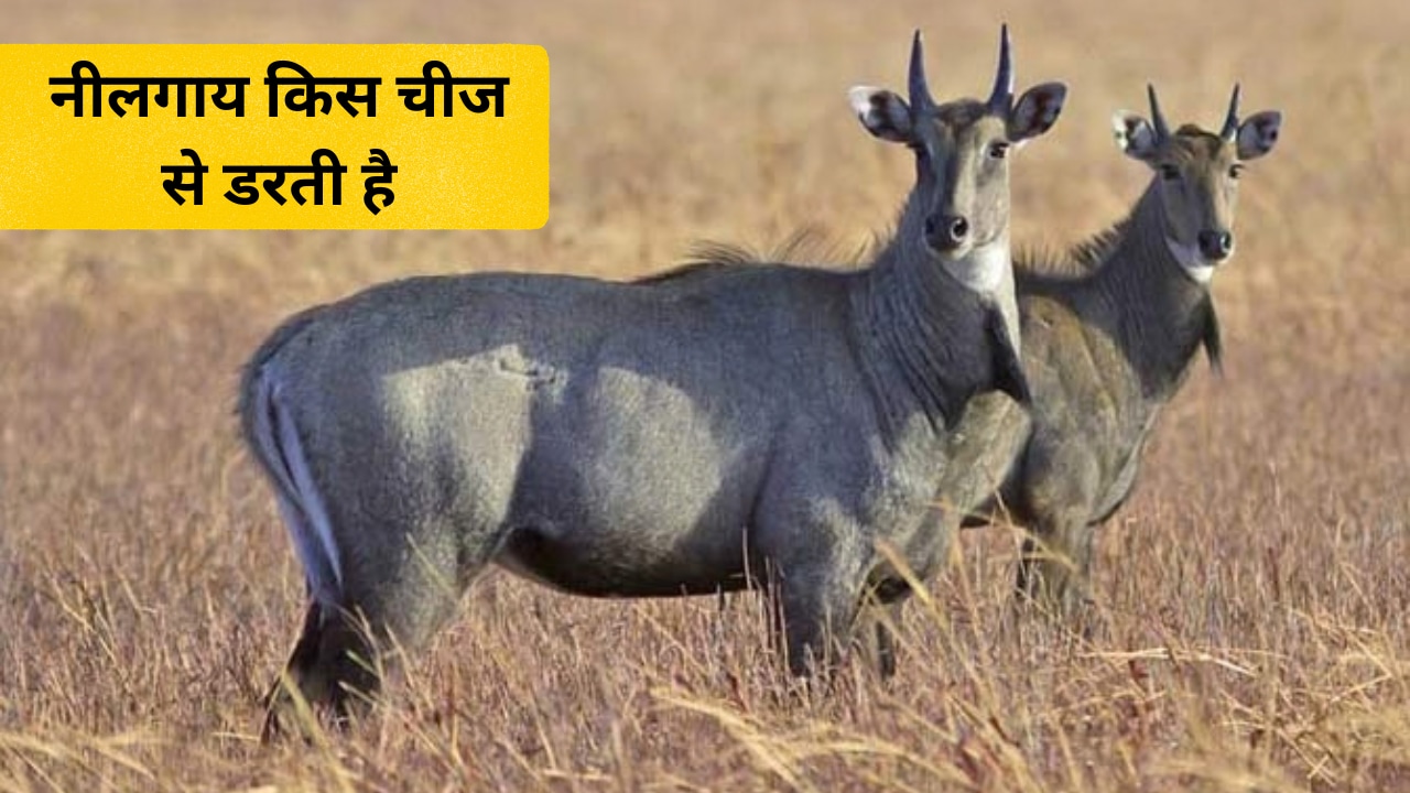 खेत से नीलगाय कैसे भगाएं? नीलगाय को भगाने वाली आवाज क्या है, जानिए