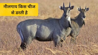 खेत से नीलगाय कैसे भगाएं? खेतों में छ&zwj;िड़क दें यह सफेद चीज, फ&zwj;िर फसल खराब नहीं करेगी गाय