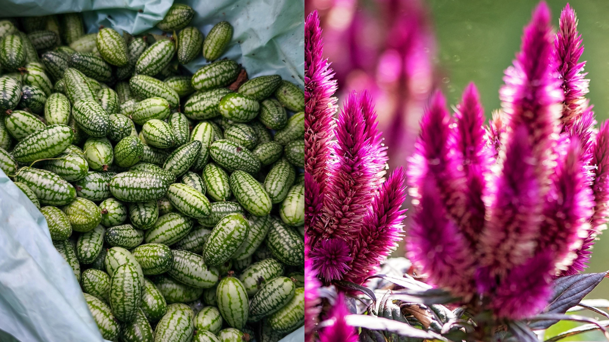 Chibbar To Cockscomb, Indian Chefs Say These Ingredients Deserve A Comeback