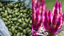 Chibbar To Cockscomb, Indian Chefs Say These Ingredients Deserve A Comeback