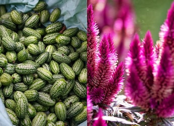Chibbar To Cockscomb, Indian Chefs Say These Ingredients Deserve A Comeback
