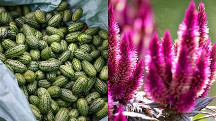 Chibbar To Cockscomb, Indian Chefs Say These Ingredients Deserve A Comeback
