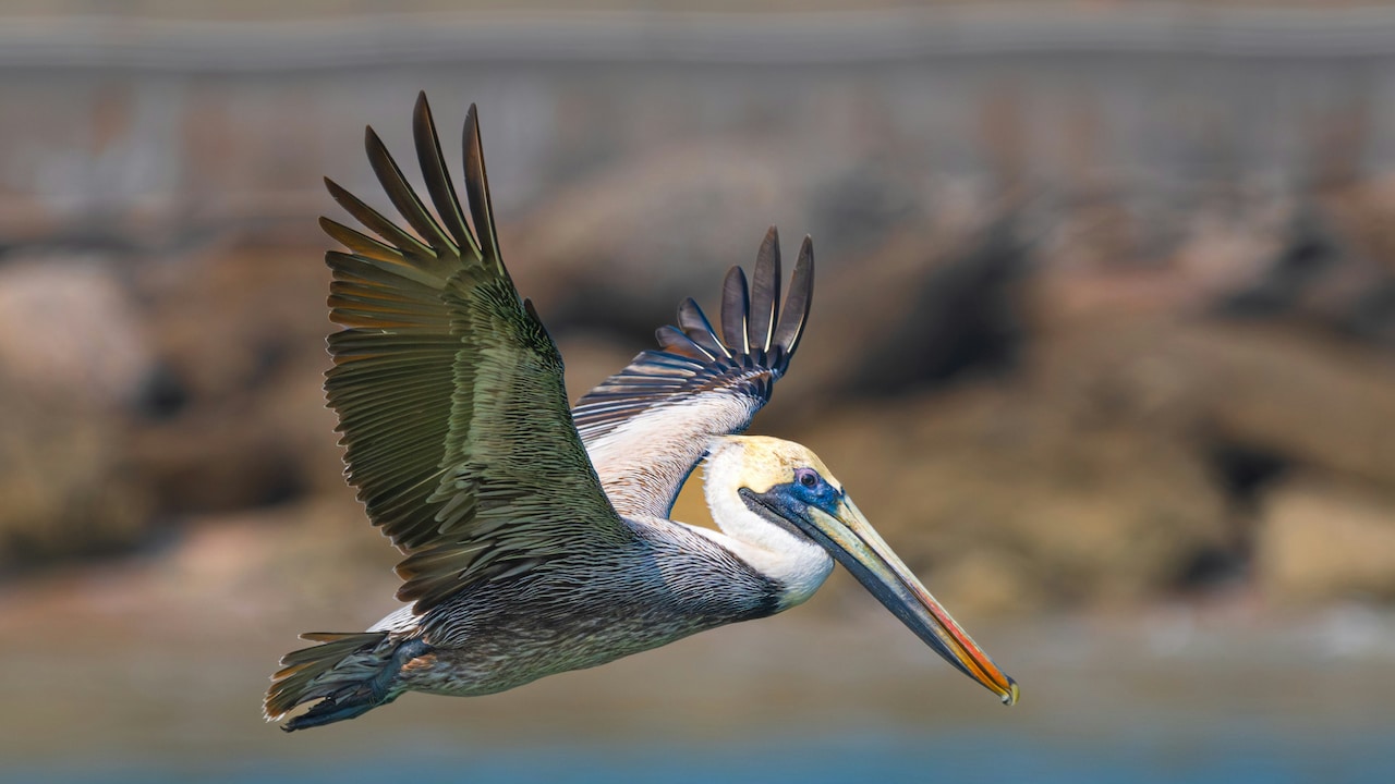 5 Places In India To Watch Migratory Birds This Winter