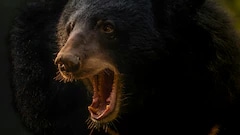Smartphone Explosion Saves 15-Year-Old From Brutal Bear Attack In Russia