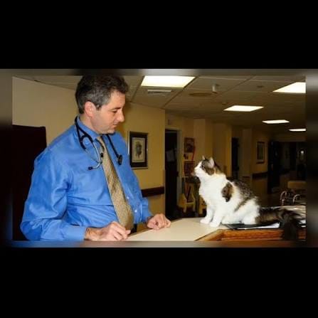 Oscar cat predicted 100+ Patients death true story US rhode island Nursing home Oscar cat predicted 100+ Patients death true story US rhode island Nursing home