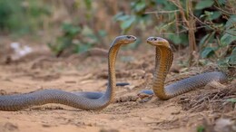 नाग और नागिन की पहचान कैसे होती है? नागों को घर से भगाने के क्या तरीके हैं