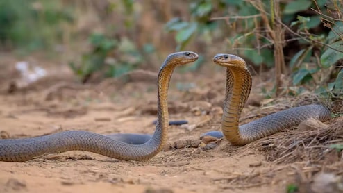 नाग और नागिन की पहचान कैसे होती है? नागों को घर से भगाने के क्या तरीके हैं