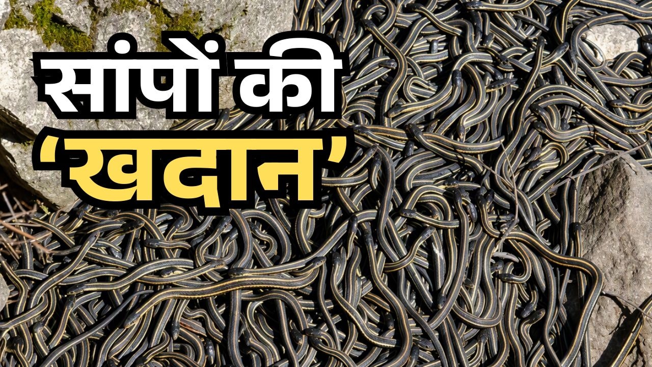 एक ही गुफा में ठसाठस भरे मिले एक लाख से ज्यादा सांप, वैज्ञानिकों ने बताई इसकी हैरान करने वाली वजह