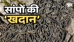 एक ही गुफा में ठसाठस भरे मिले एक लाख से ज्यादा सांप, वैज्ञानिकों ने बताई इसकी हैरान करने वाली वजह