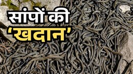 एक ही गुफा में ठसाठस भरे मिले एक लाख से ज्यादा सांप, वैज्ञानिकों ने बताई इसकी हैरान करने वाली वजह
