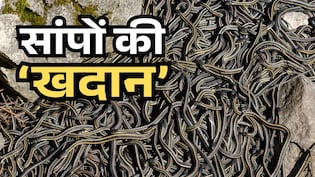 एक ही गुफा में ठसाठस भरे मिले एक लाख से ज्यादा सांप, वैज्ञानिकों ने बताई इसकी हैरान करने वाली वजह
