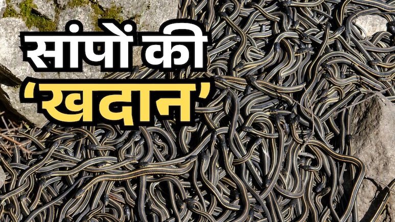एक ही गुफा में ठसाठस भरे मिले एक लाख से ज्यादा सांप, वैज्ञानिकों ने बताई इसकी हैरान करने वाली वजह