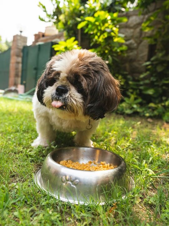 8 Portable Pet Feeding Essentials