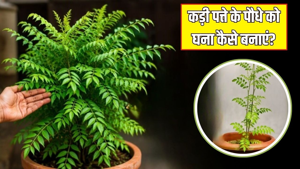 कड़ी पत्ते के पौधे पर ज्यादा पत्ते कैसे लाएं? गार्डनिंग एक्सपर्ट ने बताया कड़ी पत्ते के पौधे को घना कैसे बनाएं
