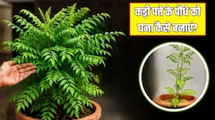 कड़ी पत्ते के पौधे पर ज्यादा पत्ते कैसे लाएं? गार्डनिंग एक्सपर्ट ने बताया कड़ी पत्ते के पौधे को घना कैसे बनाएं