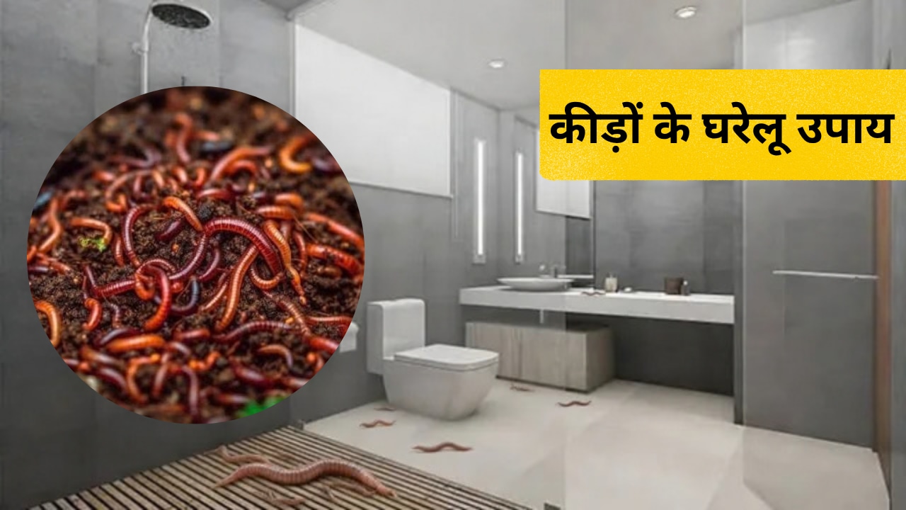 बाथरूम-किचन बन रहा केंचुओं का अड्डा? इन आसान तरीकों से रोकें रास्ता, दोबारा नहीं होगी परेशानी