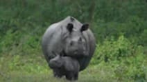 Rhino Rescued In Brahmaputra Flood Becomes 'Granny', Assam CM Shares Video