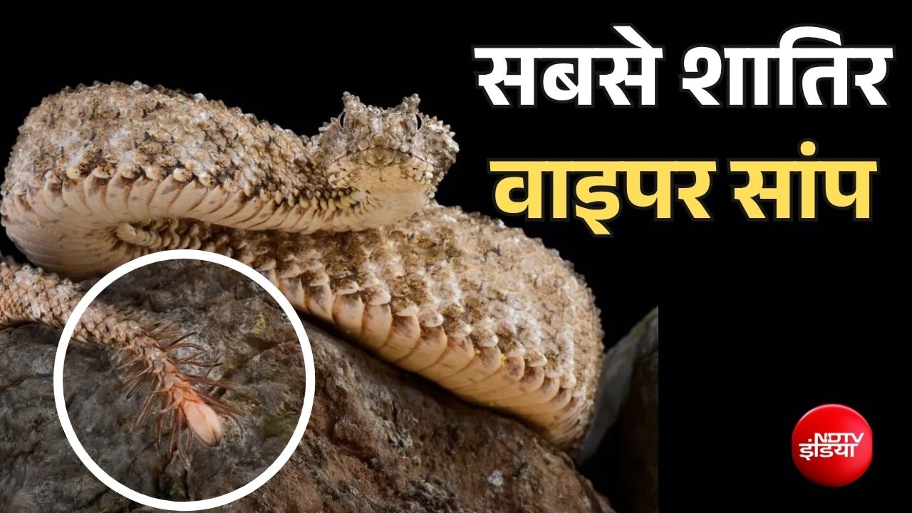 ईरान में सबसे जहरीला सांप, पूंछ दिखाकर चिड़ियों को देता है लालच, शिकार के तरीके से वैज्ञानिक भी हैरान