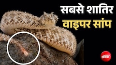 ईरान में सबसे जहरीला सांप, पूंछ दिखाकर चिड़ियों को देता है लालच, शिकार के तरीके से वैज्ञानिक भी हैरान