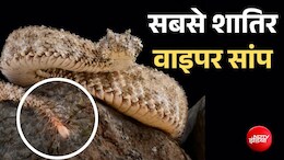 जहरीला भी है और शातिर भी, ये सांप अपने शरीर को ही बना लेता है जाल