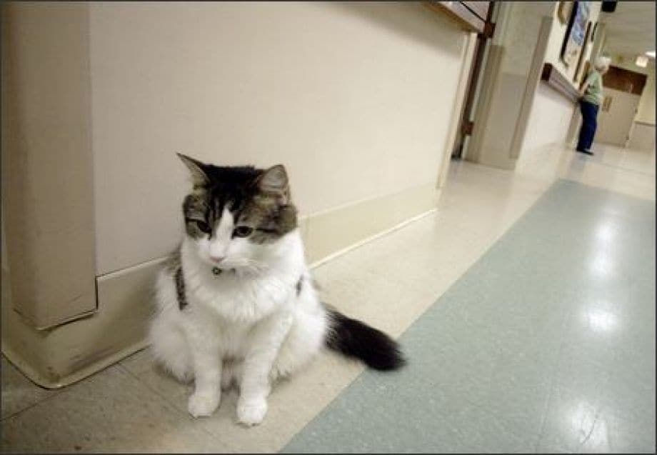 Can a Cat Smell Death? The Unbelievable True Story of Oscar Who Never Got a Prediction Wrong Can a Cat Smell Death? The Unbelievable True Story of Oscar Who Never Got a Prediction Wrong