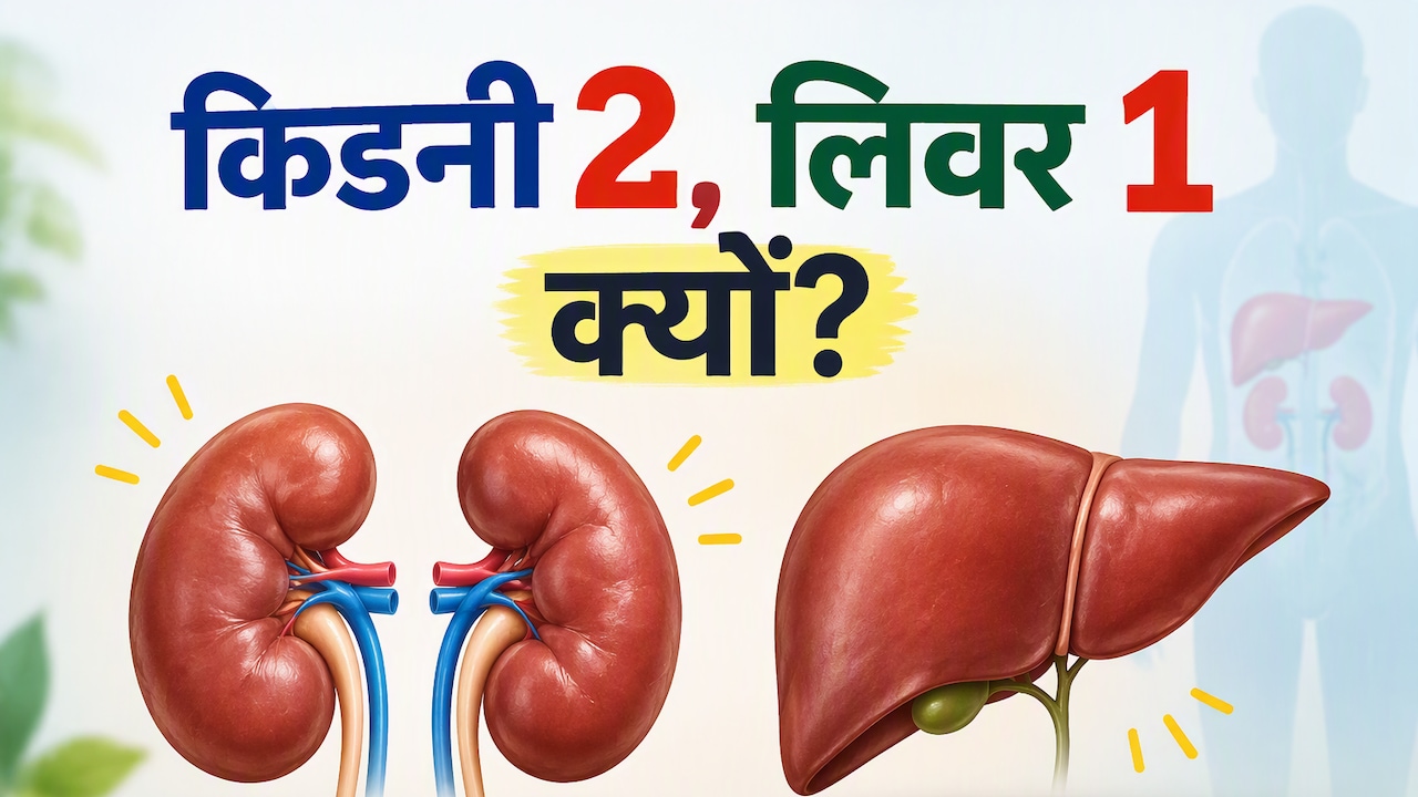 शरीर में लिवर सिर्फ एक, लेकिन किडनी दो क्यों होती हैं? डॉक्टर ने बताई दिलचस्प वजह