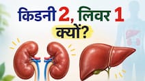 शरीर में लिवर सिर्फ एक, लेकिन किडनी दो क्यों होती हैं? डॉक्टर ने बताई दिलचस्प वजह