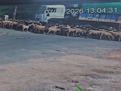 Speeding Truck Runs Over Flock Of Sheep And Goats On Gujarat Highway, 25 Animals Killed