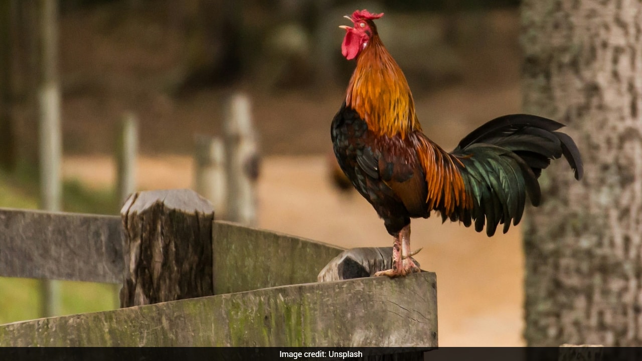 Like Hachiko, This Rooster Spends Years Waiting Outside Hospital After His Owner Passes Away