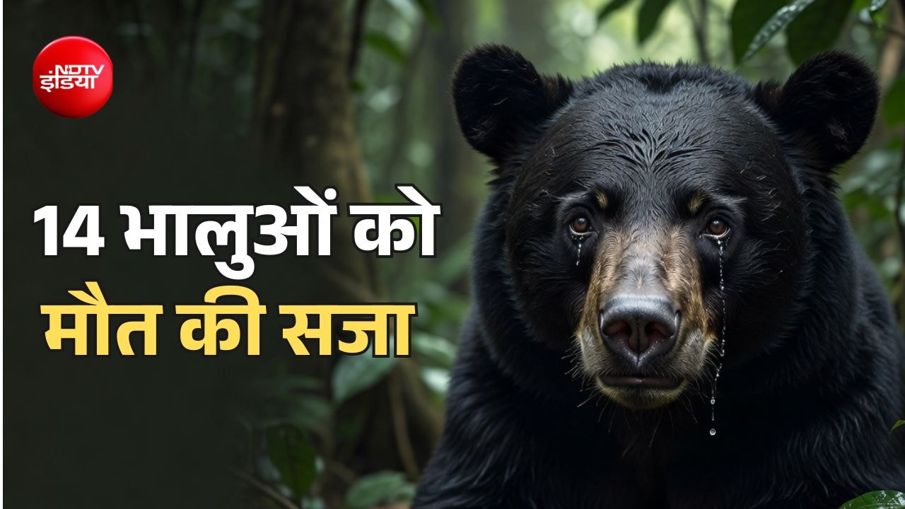 अमेरिका में 14 भालुओं को सजा-ए-मौत, बचाने वालों ने ही एक साथ मार डाला