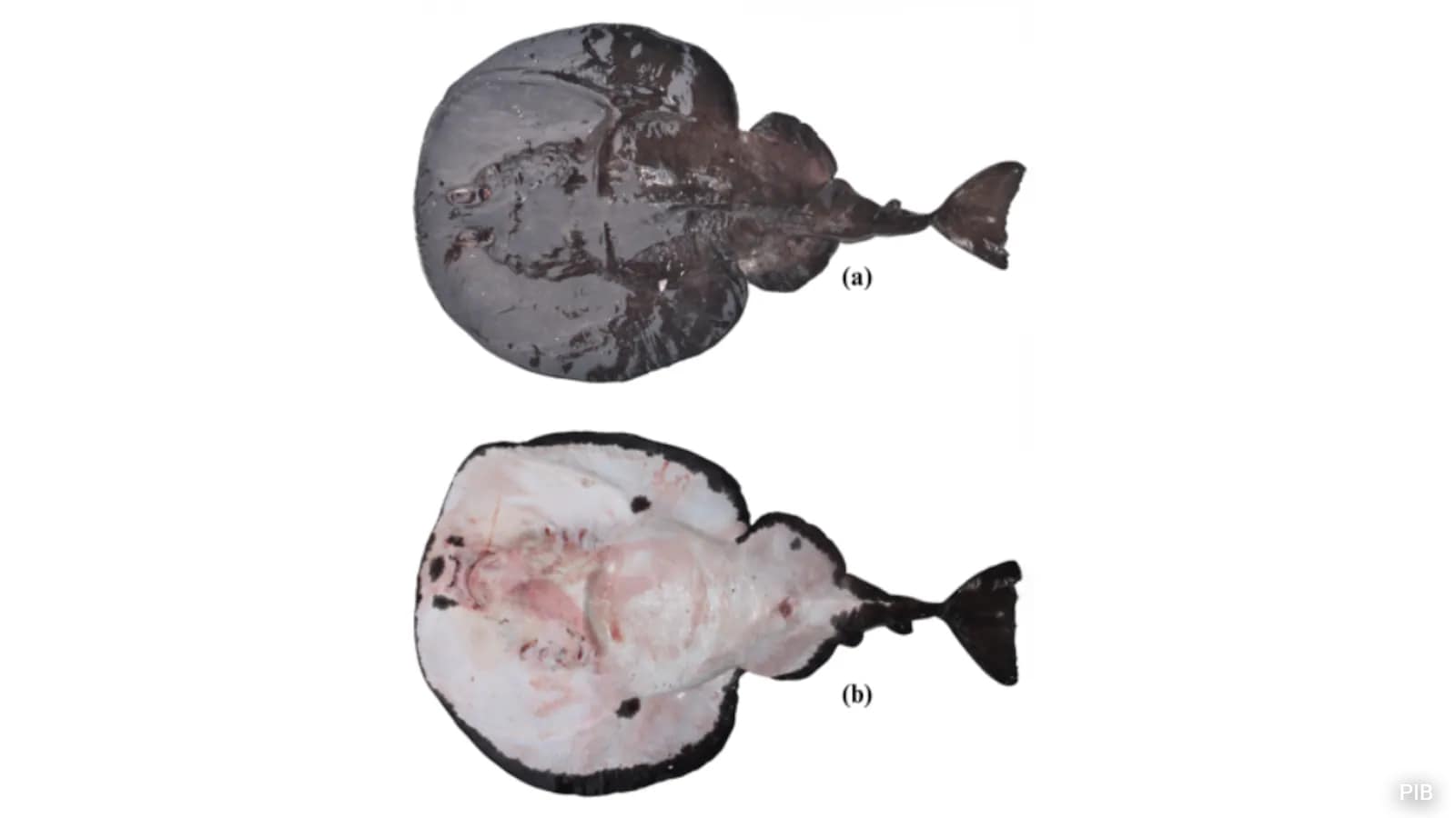 New Electric Ray Species Discovered In Arabian Sea, Named Tetronarce Ramanamurthy