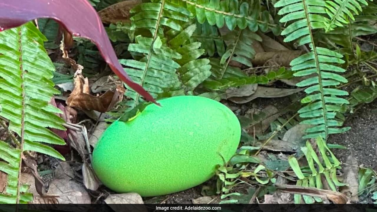 Cassowary Lays Rare Bright Green Egg At Australian Zoo For First Time Since 1992