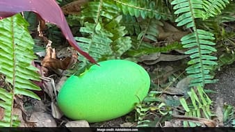 Cassowary Lays Rare Green Egg At Australian Zoo For First Time Since 1992