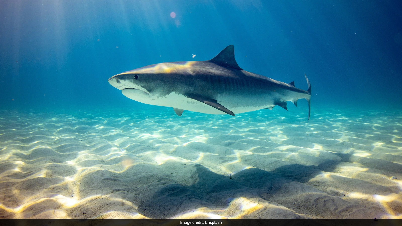 Greenland Shark Cull Proposal Triggers Conservation and Fishing Debate