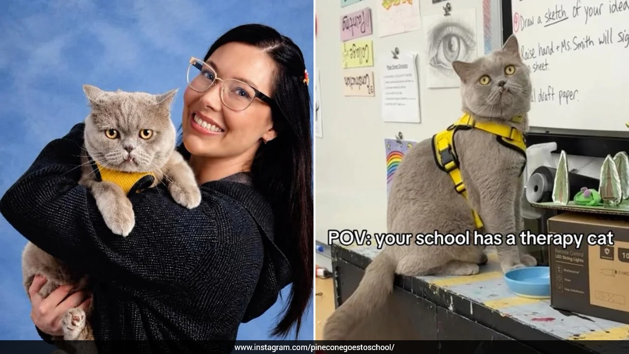 Forget Counsellors, This American School's Secret Stress-Buster Is A Cat