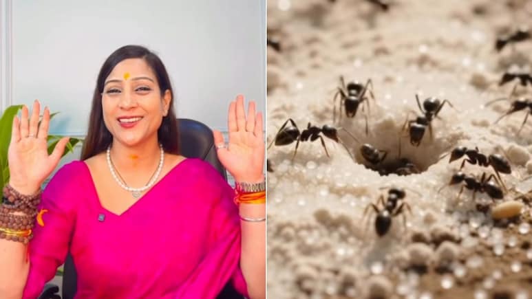चीटियों को आटा खिलाने से क्या होता है? एस्ट्रोलॉजर भावना उपाध्याय ने बताया चीटियों को आटा किस दिन खिलाना चाहिए