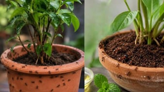 पौधों में चींटियां आने से कैसे रोकें? गार्डनिंग एक्सपर्ट ने बताया बिना मारे चींटी भगाने का असरदार नुस्खा