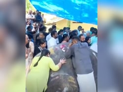 Kerala Bids Emotional Farewell To Tusker Pallattu Brahmadathan