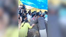 Kerala Bids Emotional Farewell To Tusker Pallattu Brahmadathan