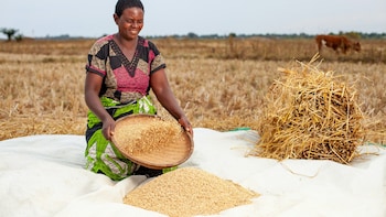 Global Food Prices Hit Nearly Four-Year High In September Amid Supply Disruptions: UN FAO