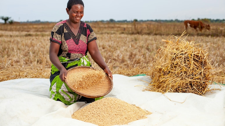 Global Food Prices Hit Nearly Four-Year High In September Amid Supply Disruptions: UN FAO