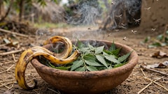 घर से मच्छरों को कोसों दूर भगा देगा केले का छिलका, यहां जानें मच्छर भगाने का किचन हैक्स