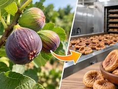 अंजीर कैसे बनता है? जानिए पेड़ से लेकर आपकी थाली तक का दिलचस्प सफर