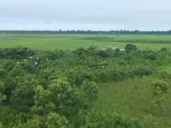 In Assam's Dhemaji, Grazing Land Being Developed As Village Forest