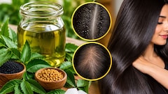 Curry Patta Herbal Oil: डैंड्रफ और हेयरफॉल से हो गए हैं परेशान? घर पर बनाकर लगाएं कड़ी पत्ते का ये हर्बल तेल, सिल्की हो जाएंगे बाल